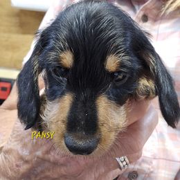 Pansy-wirehair - Black and tan female Dachshund puppy in Blair, Oklahoma from North Fork Doxies-Okla