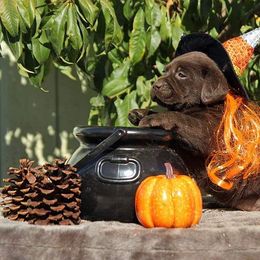 Labrador Retriever Puppies from Rycroft Labradors