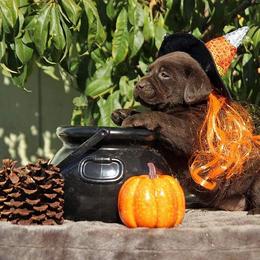 Labrador Retriever Puppies from Rycroft Labradors