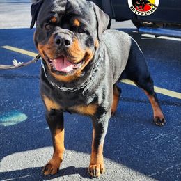 Rottweiler Puppies from Harris Hill Rottweilers