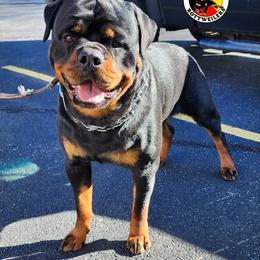 Rottweiler Puppies from Harris Hill Rottweilers