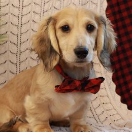 Dachshund puppies from PuppyLove Dachshunds