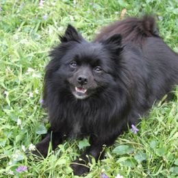 Cashmere - Pomeranian