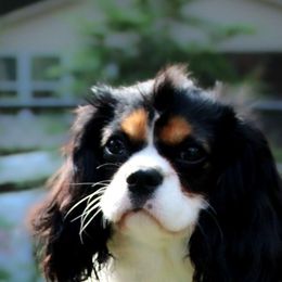 Will - Cavalier King Charles Spaniel