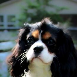 Will - Cavalier King Charles Spaniel