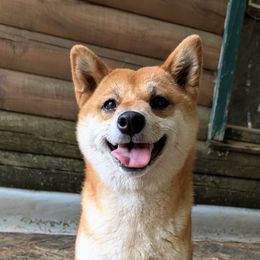 Izumi - Shiba Inu