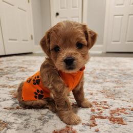 Orange female - Brown female Shihpoo puppy in Williamsville, New York from Nell’s Doodle & Dolls