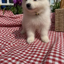 Girl 4 Yellow collar - White female Samoyed puppy in Glasgow, Kentucky from Bluegrass Samoyeds