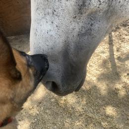 Belgian Malinois and German Shepherd Puppies from Madhouse’s Belgian Malinois and German Shepherds