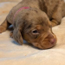 Athena - Dapple female Dachshund puppy in Waddell, Arizona from The Bearded Companions