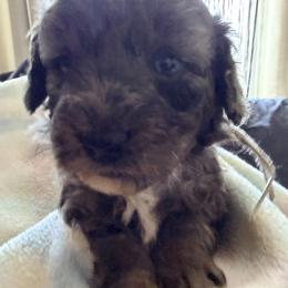 White Boy - Merle male Cockapoo puppy in Bayville, New Jersey from Lovin Lil CutiePoos