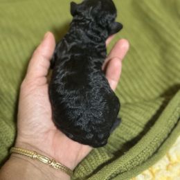 Girl 3 - Black female Poodle puppy in Monetta, South Carolina from Moonrise Poodles