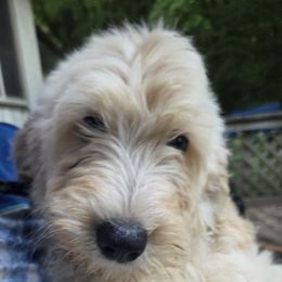 Sassy - Cream female Double Doodle puppy in Kalamazoo, Michigan from Doodles of Sherwood Forest