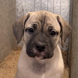 Orange Collar Girl - Fawn female Boerboel puppy in Warren, Michigan from BoHo Boerboels