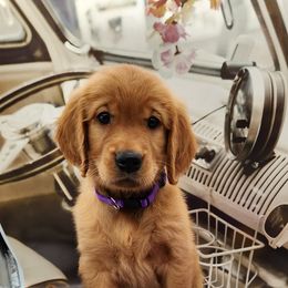 Golden Retriever Puppies from Soda Springs Kennel