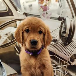 Golden Retriever Puppies from Soda Springs Kennel