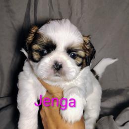 Jenga - Gold and white female Shih Tzu puppy in Memphis, Tennessee from Thorntons Fur Crew
