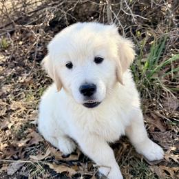 Golden Retriever Puppies from Good Life Goldens