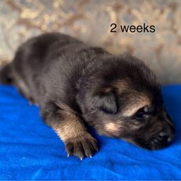 Blue collar boy - Black and red male German Shepherd puppy in Coleta, Illinois from Four Leaf Farm- Vom Vierblättriges Bauernhof
