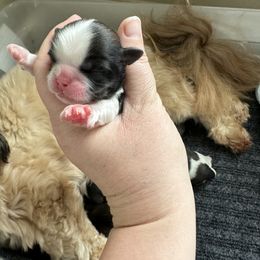Golden Retriever and Shih Tzu Puppies from Carter Family Retrievers