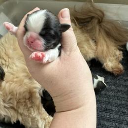 Golden Retriever and Shih Tzu Puppies from Carter Family Retrievers