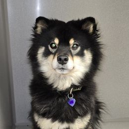 Mochi - Shiba Inu