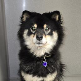 Mochi - Shiba Inu