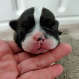 Zoey - Seal brindle and white female Boston Terrier puppy in Star, North Carolina from Meatloaf's Boston