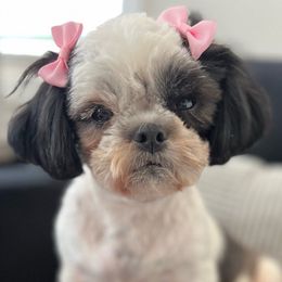 Poppy - Shih Tzu