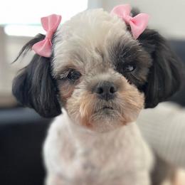 Poppy - Shih Tzu