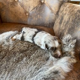 Miniature Australian Shepherd Puppies from Mini Pups of Poppleton