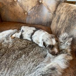 Miniature Australian Shepherd Puppies from Mini Pups of Poppleton