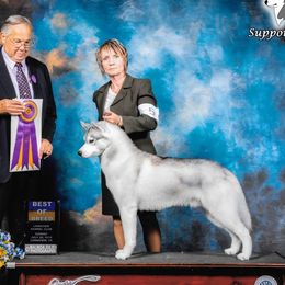 Siberian Huskies from Pandora Siberians