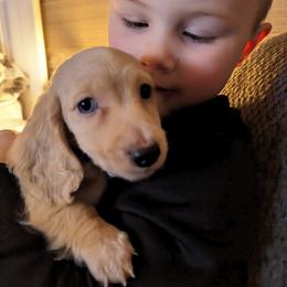 Dachshund Puppies from Goldie Girls Ranch Dachshunds