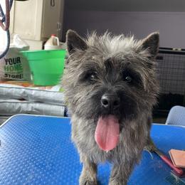Cairn Terrier All Grown Up from Fae Hallow