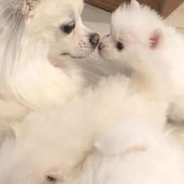 Pomeranians from Pomeranian Puppies