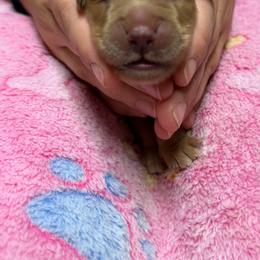 Brown Collar - Golden female Golden Retriever puppy in Monroe, Tennessee from Golden Girls Furever Friends