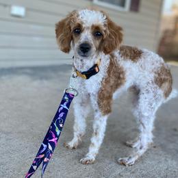 Thomas - Parti male Poodle puppy in Ardmore, Oklahoma from The Poodles of Green Acres