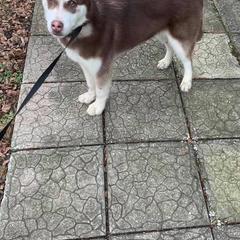 Samoyeds and Siberian Huskies from Snow Pups