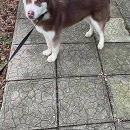 Samoyeds and Siberian Huskies from Snow Pups