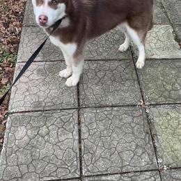 Samoyeds and Siberian Huskies from Snow Pups