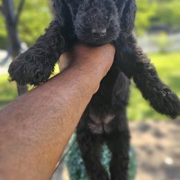Nova(Purple Collar) - Black female Poodle puppy in Columbia, South Carolina from Jones Poodles