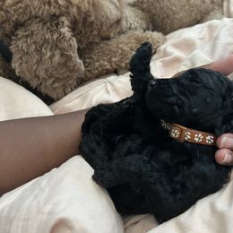 Poodle Puppies from Tyler Family Poodles