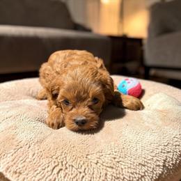 Ruby - Red female Yorkipoo puppy in Oakland, Kentucky from Imperial Dogs