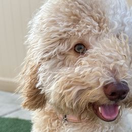 Cavapoos, Cockapoos, Goldendoodles, and Poodles from Pucci Pawfect Doodles