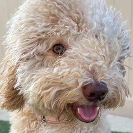 Cavapoos, Cockapoos, Goldendoodles, and Poodles from Pucci Pawfect Doodles