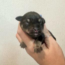 Blue Ribbon Boy - Salt and pepper male Miniature Schnauzer puppy in Floyd, Virginia from Little River Puppies