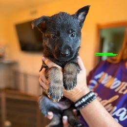 Kenai (Green) - Black and tan male German Shepherd puppy in New Holstein, Wisconsin from Bolwerk’s 3B Acres