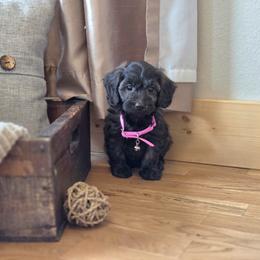 F1B Meet Libby :) - Brown female Cavapoo puppy in Centerville, Iowa from Barnyard Dachshunds, Dals & Doodles
