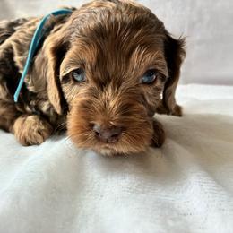 Hal - Merle male Cockapoo puppy in Adrian, Oregon from ApplebyFarm